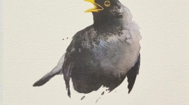 BLACKBIRD