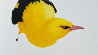 GOLDEN ORIOLE