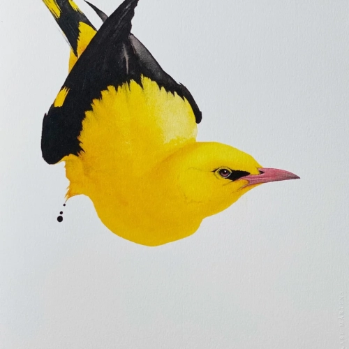 GOLDEN ORIOLE