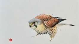KESTREL