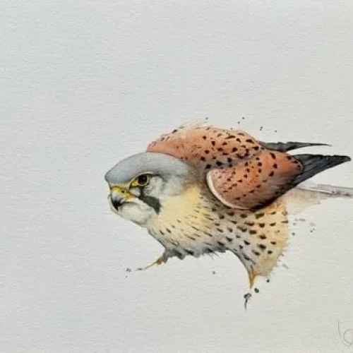 KESTREL