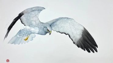 hen-harrier